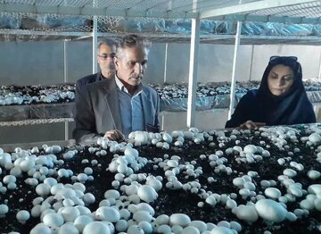 بهره‌برداری از نخستین واحد صنعتی پرورش قارچ در غرب خراسان