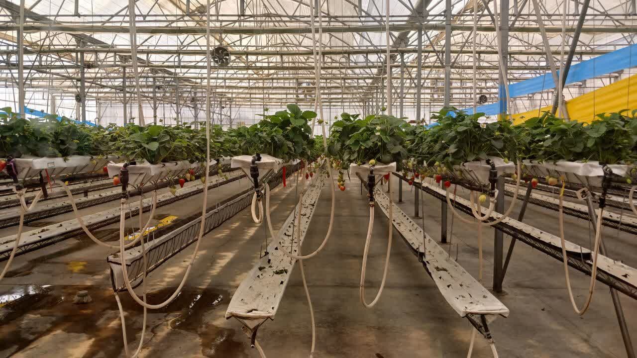 افزایش بهرهوری آب در بخش کشاورزی با توسعه کشت گلخانه ای افزایش بهرهوری آب در بخش کشاورزی با توسعه کشت گلخانه ای