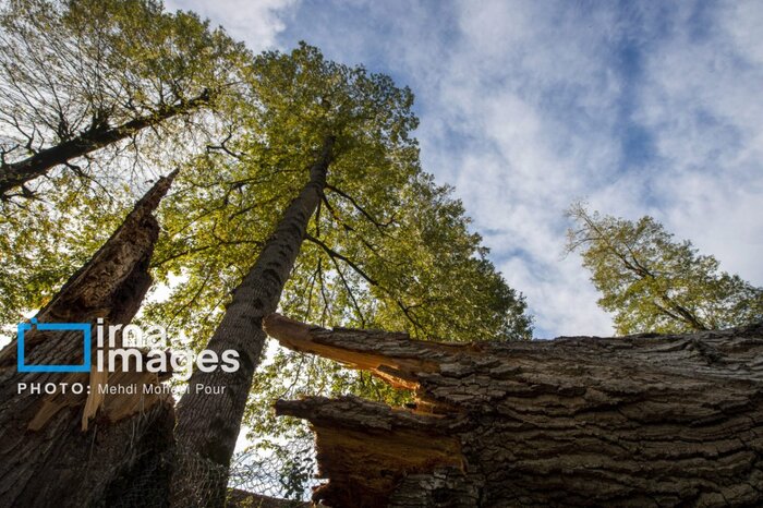 «تک زنی» تیغی بر شاهرگ هیرکانی