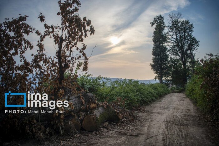 «تک زنی» تیغی بر شاهرگ هیرکانی