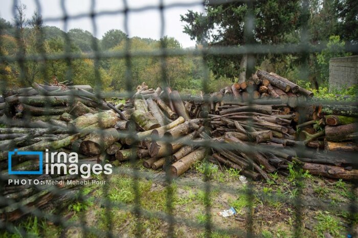 «تک زنی» تیغی بر شاهرگ هیرکانی