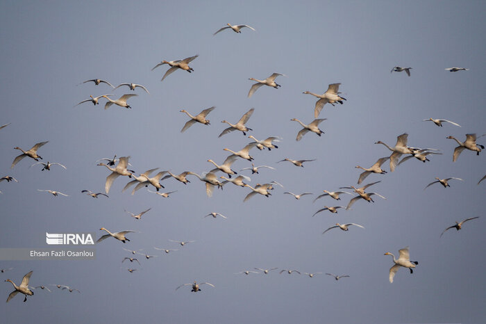 افول کشتار پرندگان مهاجر و استقبال از پرندهنگری در رامسر+فیلم