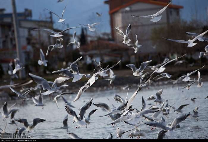 کاکایی‌های تنکابن در صف سرشماری