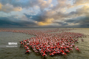 Iran: Les flamants roses de la lagune de Miankale au nord + vidéo