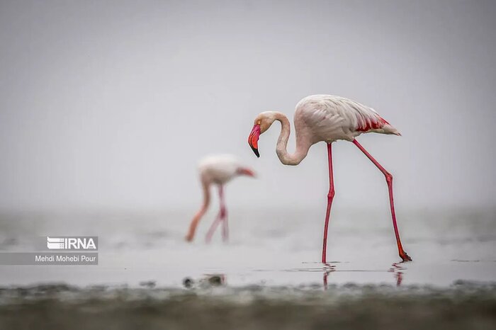 Iran: Les flamants roses de la lagune de Miankale au nord + vidéo