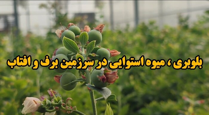 فیلم/ هدفگذاری کهگیلویه وبویراحمد برای قطب تولید میوه استوایی«بلوبری»