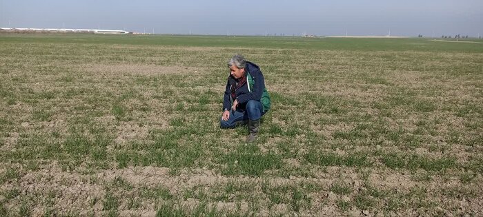 کاهش بارشها و سرمای غیرمعمول؛ چالش جدید کشاورزان گلستانی
