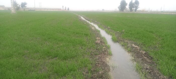 کاهش بارش‌ها و سرمای غیرمعمول؛ چالش‌ جدید کشاورزان گلستانی