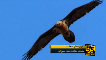 فیلم | مرغ هما بر فراز چهارمحال و بختیاری