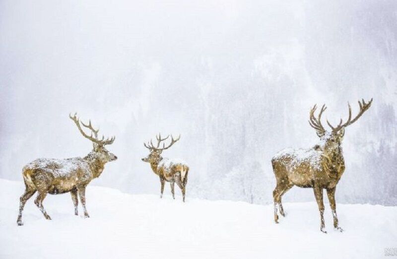 احتمال نزدیک شدن حیات وحش به جوامع محلی در آذربایجان شرقی /مراقب حیوانات باشید احتمال نزدیک شدن حیات وحش به جوامع محلی در آذربایجان شرقی /مراقب حیوانات باشید