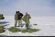 آماده‌باش محیط‌بانان مازندران برای حفاظت از حیات وحش در سرما
