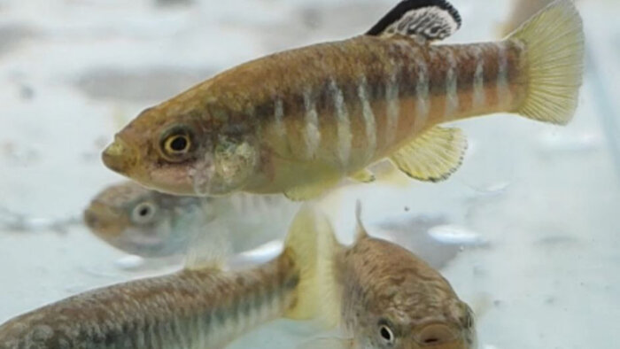 فرشتهای برای نجات «آفانیوس اصفهان» از خطر انقراض