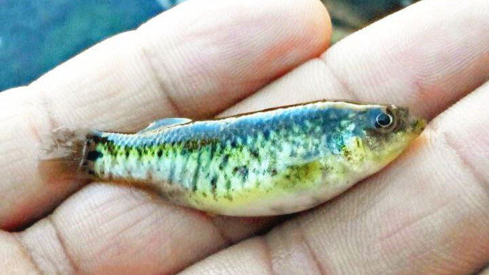 فرشتهای برای نجات «آفانیوس اصفهان» از خطر انقراض