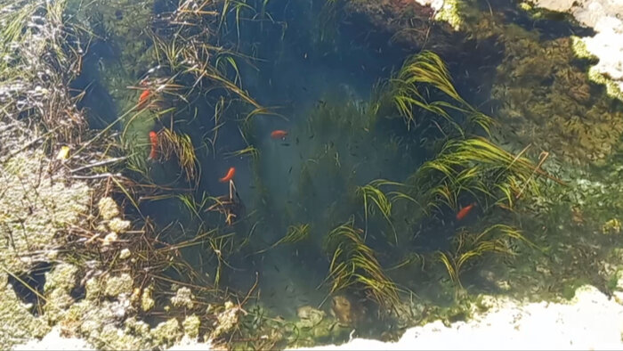 فرشتهای برای نجات «آفانیوس اصفهان» از خطر انقراض