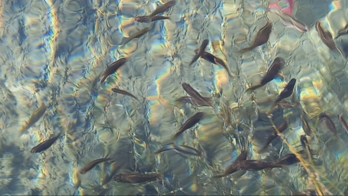 فرشتهای برای نجات «آفانیوس اصفهان» از خطر انقراض