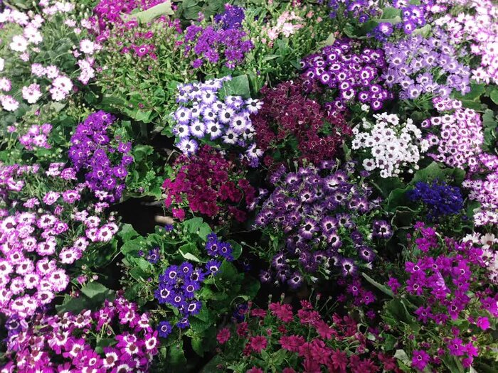 بابل، تنها شهر بدون سایت دفن زباله در کشور