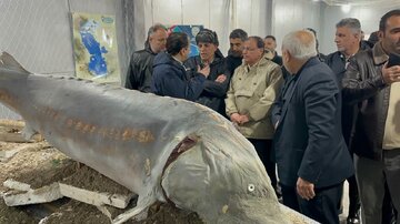 بازدید نماینده رییس جمهور از موزه ماهیان خاویاری آشوراده