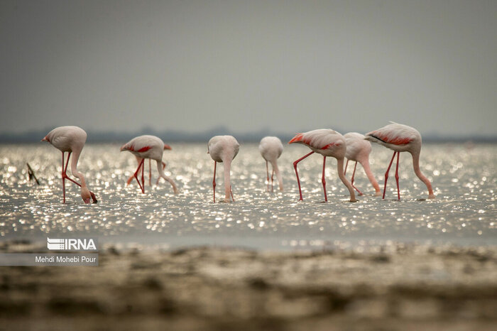 میانکاله را زنده میخواهیم