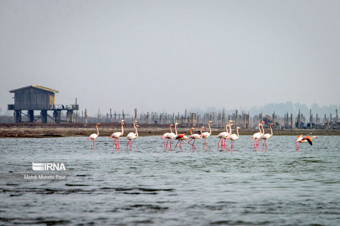 میانکاله را زنده میخواهیم