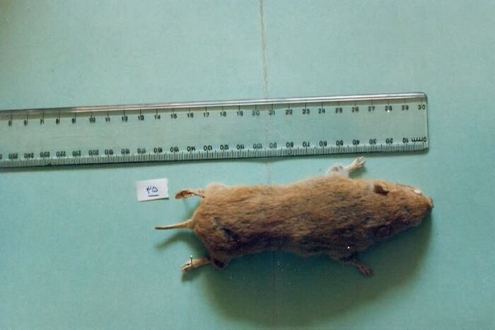 افزایش موش در زمینهای کشاورزی کرمانشاه/ زارعان مبارزه را جدی بگیرند