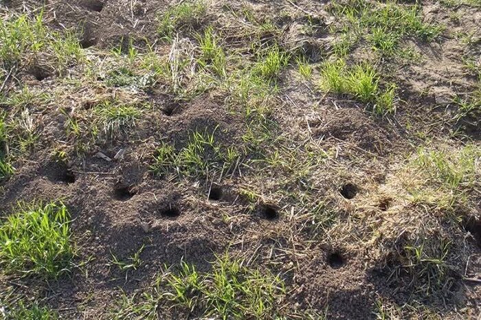 افزایش موش در زمینهای کشاورزی کرمانشاه/ زارعان مبارزه را جدی بگیرند