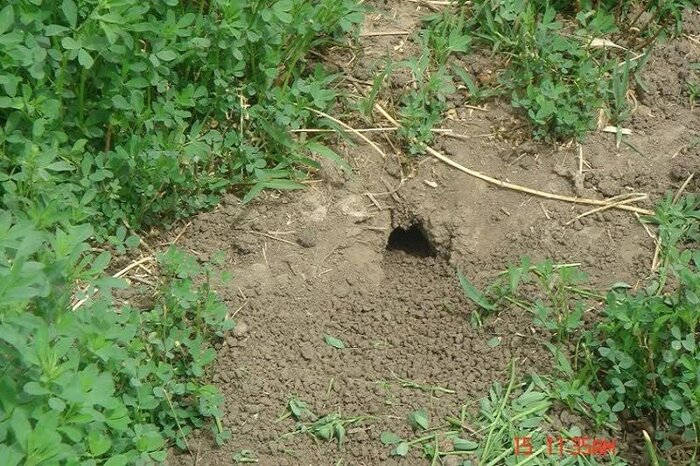 افزایش موش در زمینهای کشاورزی کرمانشاه/ زارعان مبارزه را جدی بگیرند