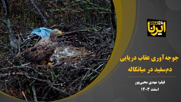 جوجه‌آوری عقاب دریایی دم‌سفید در میانکاله+فیلم