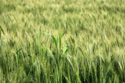 چند توصیه‌ علمی به گندمکاران خوزستان برای مدیریت تنش سرما
