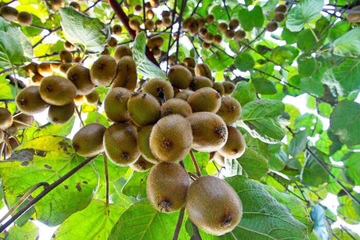 کاهش تولید و افزایش تقاضا، علل کمبود و گرانی کیوی در مازندران