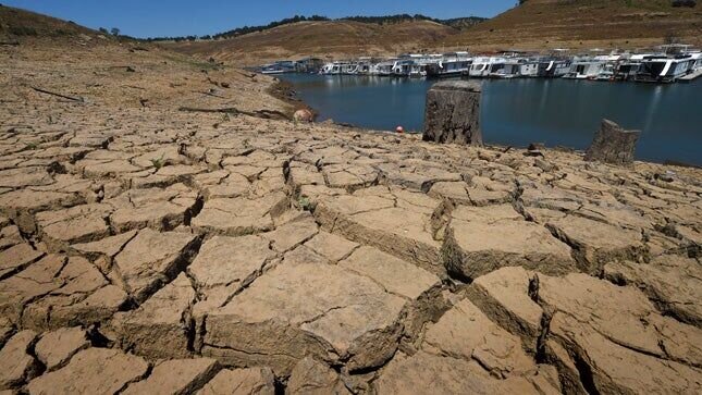 چشم طمع قاچاقچیان به تاغ‌زارهای کرمان