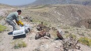 ۲۵۰ گونه جانوری پس از تیمار در طبیعت استان اردبیل رهاسازی شد