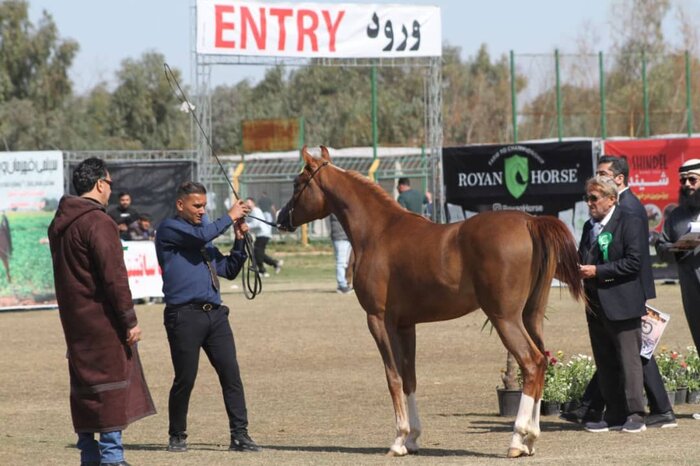 رییس هیات سوارکاری خوزستان خبر داد: راه اندازی مرکز قرنطینه جنوب کشور در خوزستان