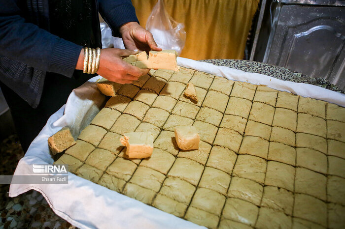 نیشکر صنعت سبز و شیرین در مازندران+فیلم