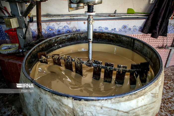 نیشکر صنعت سبز و شیرین در مازندران+فیلم