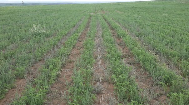 پژوهشگر کشاورزی: حبوبات دیم به صورت جفت ردیف کشت شود