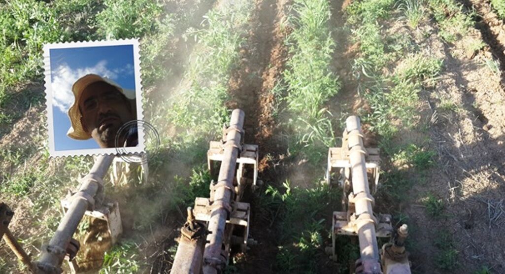 پژوهشگر کشاورزی: حبوبات دیم به صورت جفت ردیف کشت شود پژوهشگر کشاورزی: حبوبات دیم به صورت جفت ردیف کشت شود