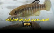 فیلم| آفانیوس اصفهان، این در وطن خویش غریب