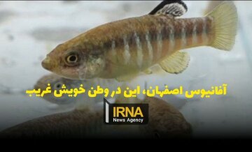 فیلم| آفانیوس اصفهان، این در وطن خویش غریب