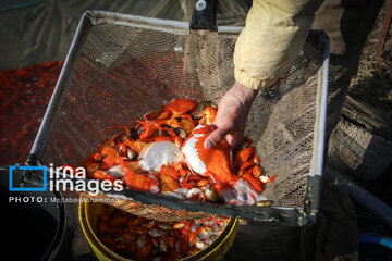 Cría de peces dorados