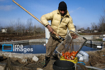 Cría de peces dorados