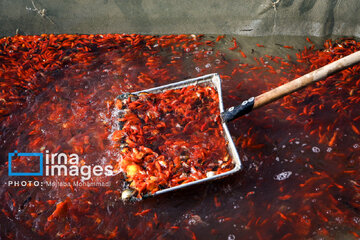 Cría de peces dorados