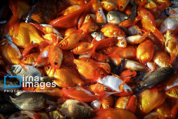 Cría de peces dorados