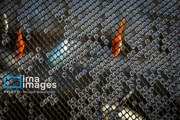 Cría de peces dorados