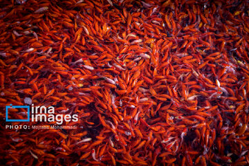 Cría de peces dorados