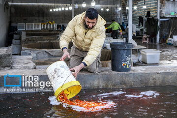 Cría de peces dorados