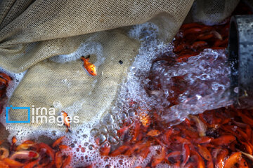 Cría de peces dorados