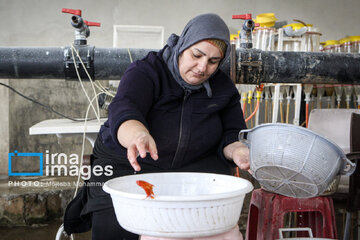 Cría de peces dorados