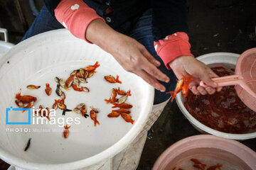 Cría de peces dorados