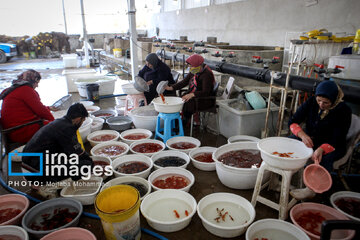 Cría de peces dorados