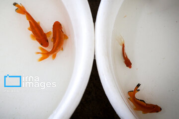 Cría de peces dorados